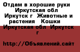 Отдам в хорошие руки - Иркутская обл., Иркутск г. Животные и растения » Кошки   . Иркутская обл.,Иркутск г.